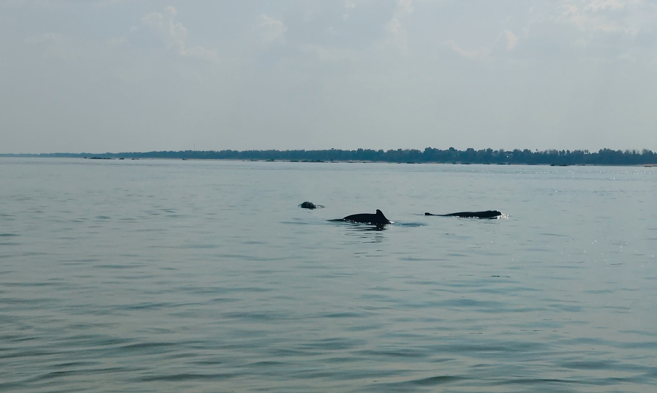 Dauphins du Mekong