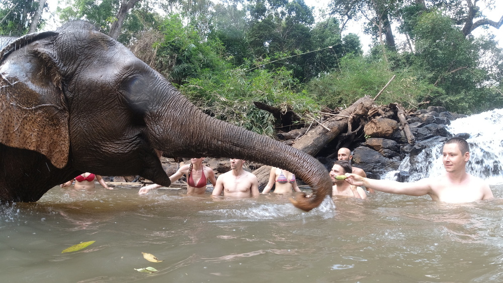 Bain avec les éléphants