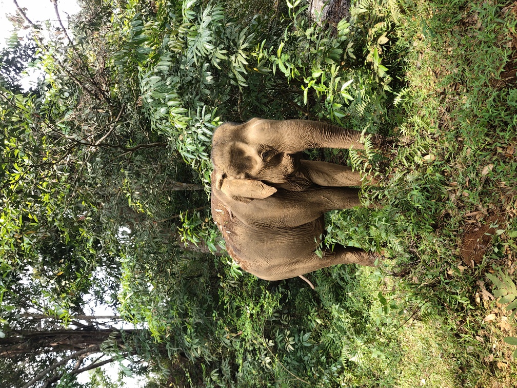 Elephant