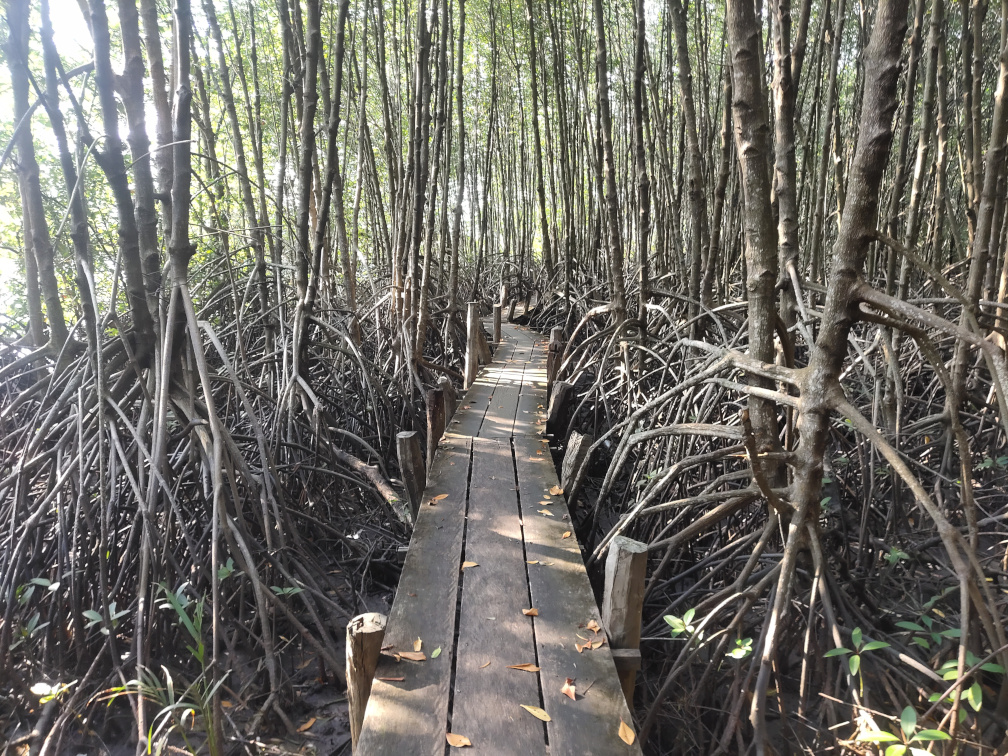 Mangroves