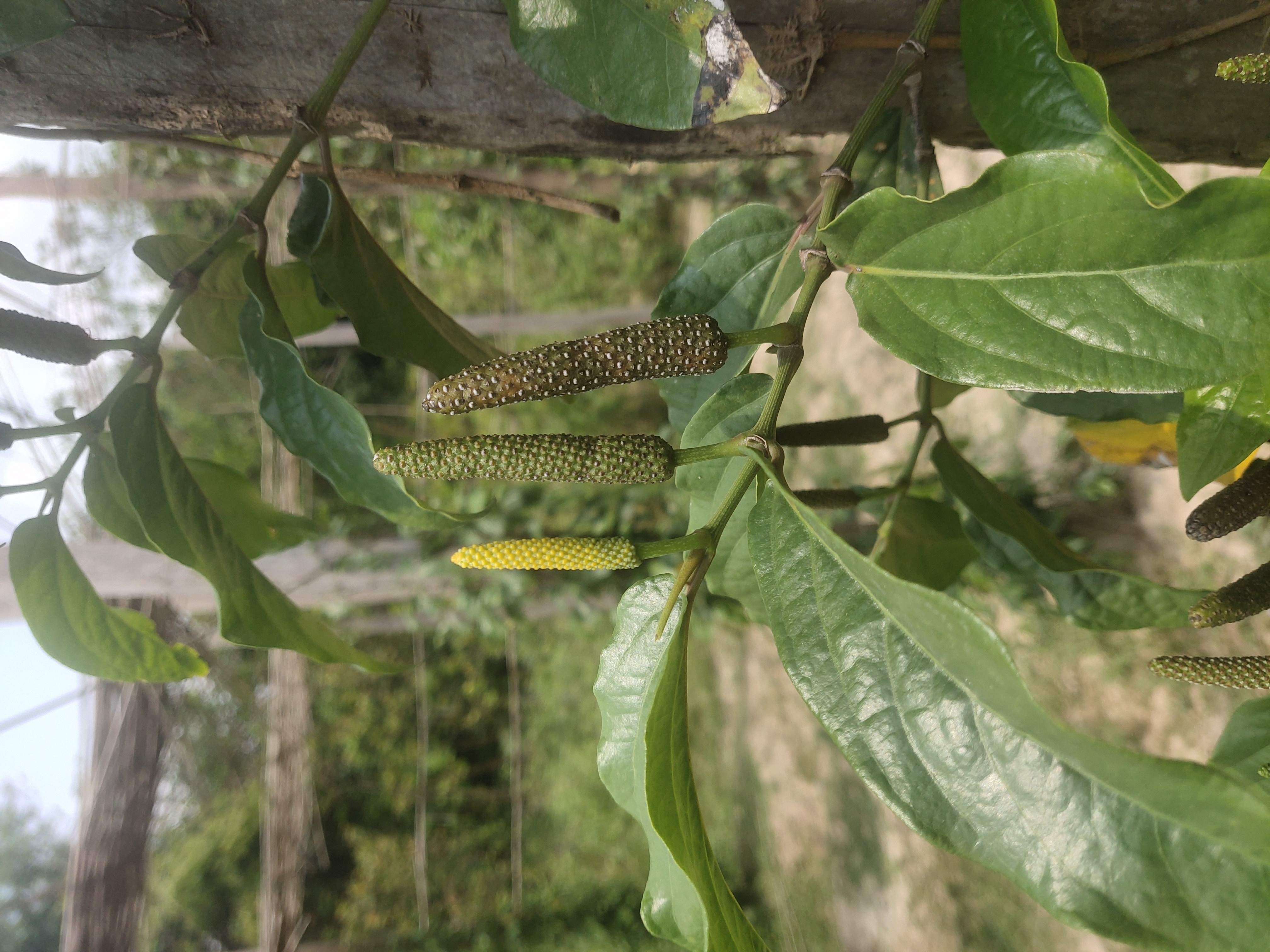 Poivre de Kampot