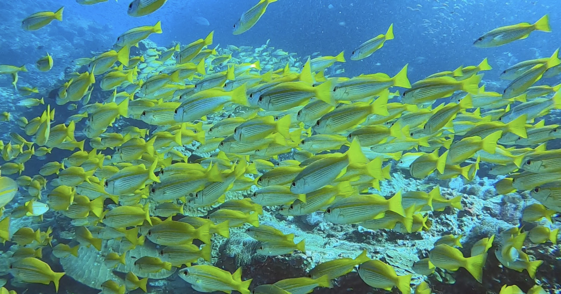 Poissons plongée