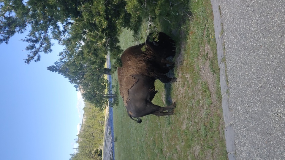 Yellowstone bison